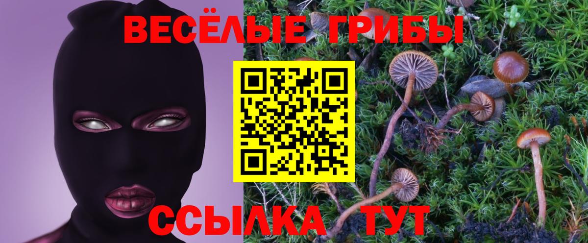 Северобайкальск  Псилоцибиновые грибы Psilocybe  Вход с VPN 
